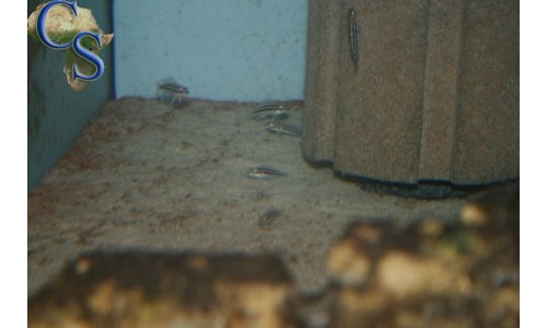 Julidochromis dickfeldi